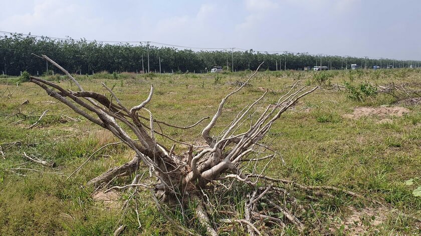 Những gốc cây cao su nằm chỏng chơ trong giai đoạn giải phóng mặt bằng